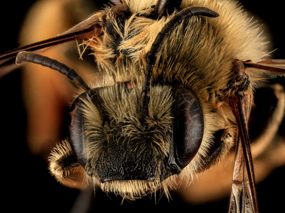 Eucera dubitata, F, Face, OH, Washington County 2014-05-23-15.43.47 ZS PMax