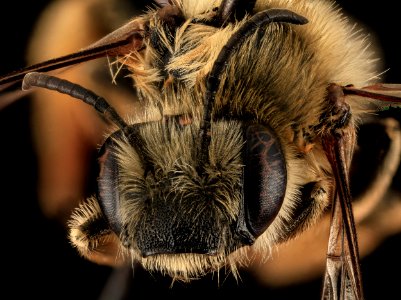Eucera dubitata, F, Face, OH, Washington County 2014-05-23-15.43.47 ZS PMax