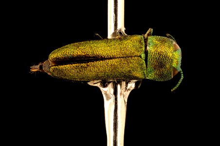 Buprestidae species, u, back, Krugar National Park, South Africa 2018-07-13-17.48