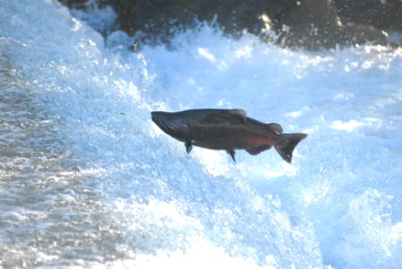SALMON JUMPING AT DAM