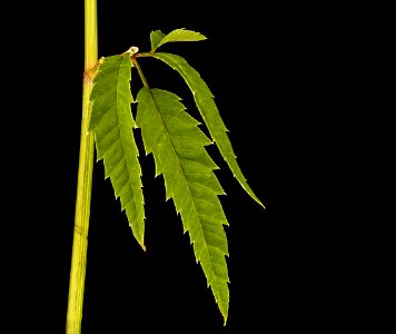 Cicuta maculata upper stem leaf, Water Hemlock, Howard County, Md, Helen Lowe Metzman 2018-07-17-13.31.32 ZS PMax UDR-Recovered