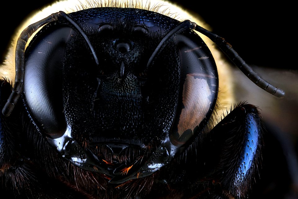 Xylocopa-virginica,-face 2012-07-16-15.33.23-ZS-PMax
