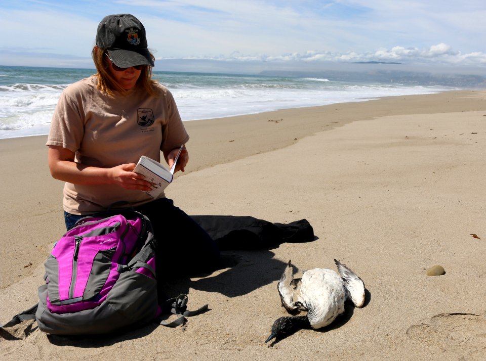Fish and wildlife biologist Jenny Marek collects data on a Pacific loon found on Ventura County beach. Photo by Hazel Rodriguez/USFWS.