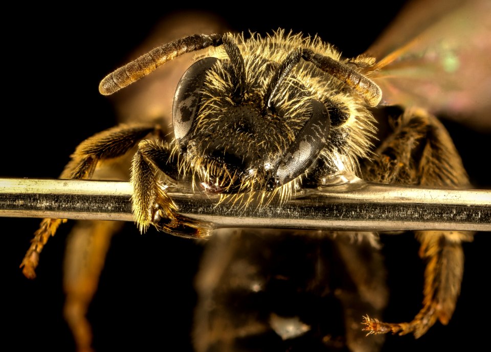 Lasioglossum boreale, F, Face, NH, Coos County 2015-10-06-11.20.19 ZS PMax UDR