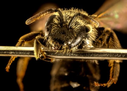 Lasioglossum boreale, F, Face, NH, Coos County 2015-10-06-11.20.19 ZS PMax UDR