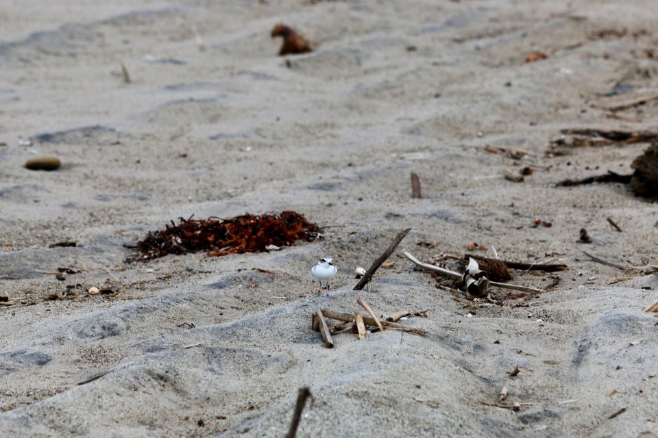 Western snowy plover release