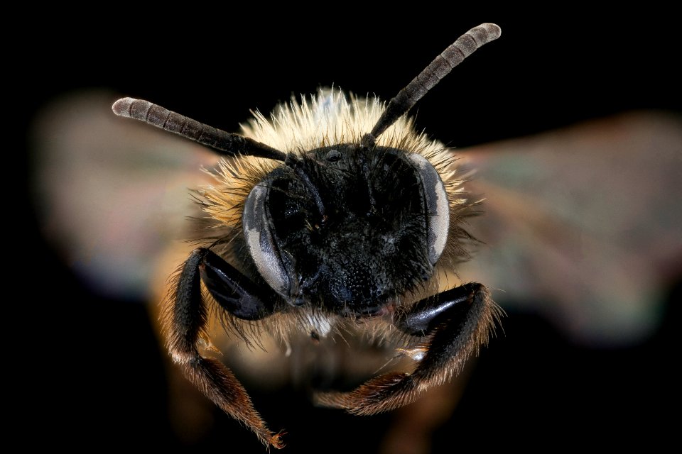Andrena bicolor, f, face, Tatranska Lomnica, Slovakia 2019-12-16-19.08.34 ZS PMax UDR copy