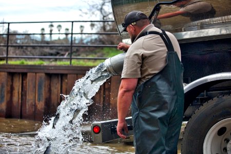 Releasing steelhead