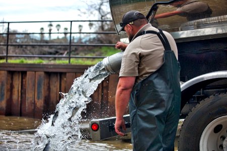 Releasing steelhead photo