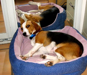 Hard at Nap