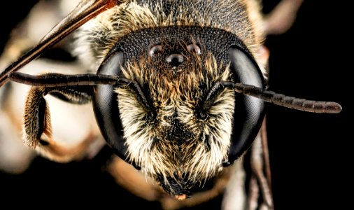 Megachile rotundata, F, Face, MD, Cecil County 2013-07-08-18.34.45 ZS PMax photo