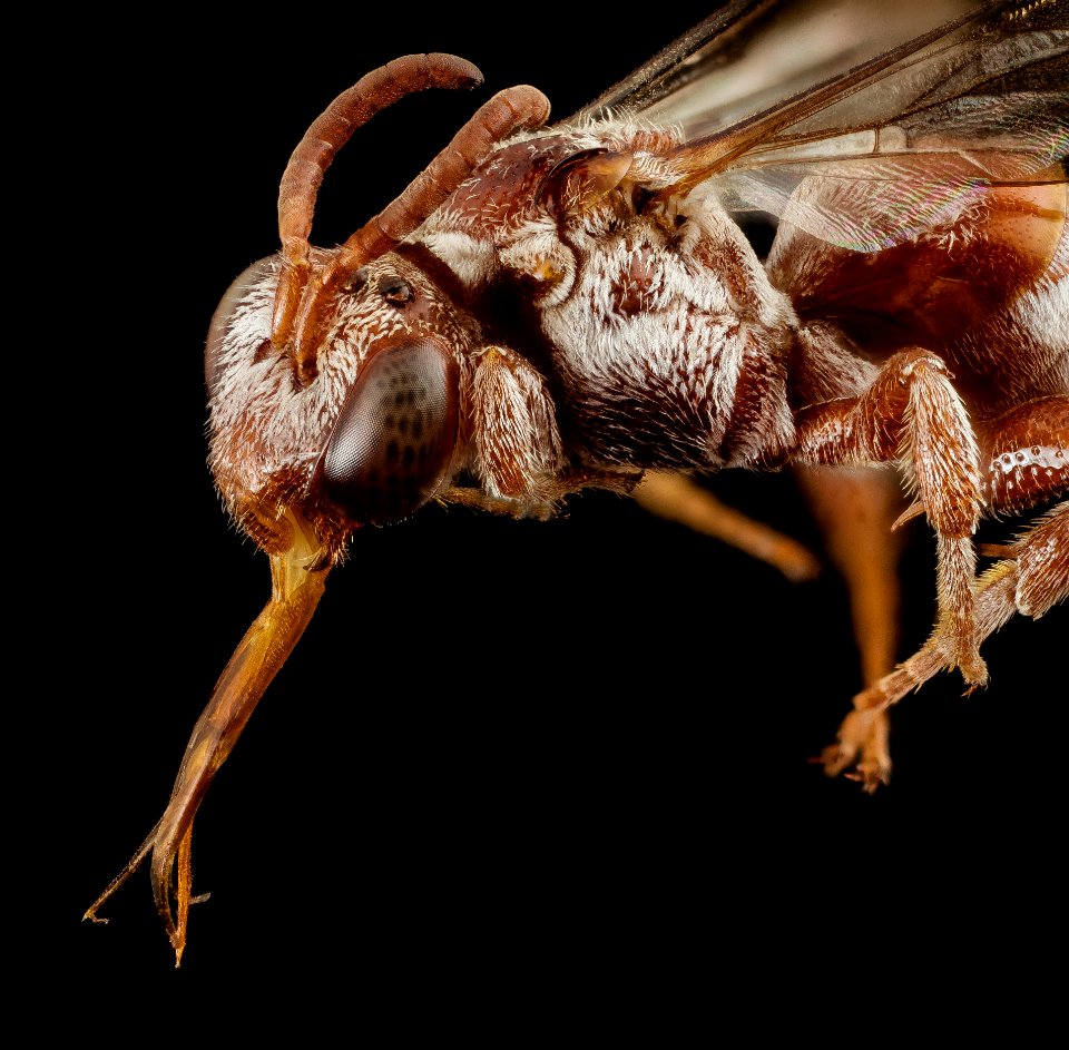 Pasites maculatus, f, pakistan, face 2014-11-02-01.46.02 ZS PMax