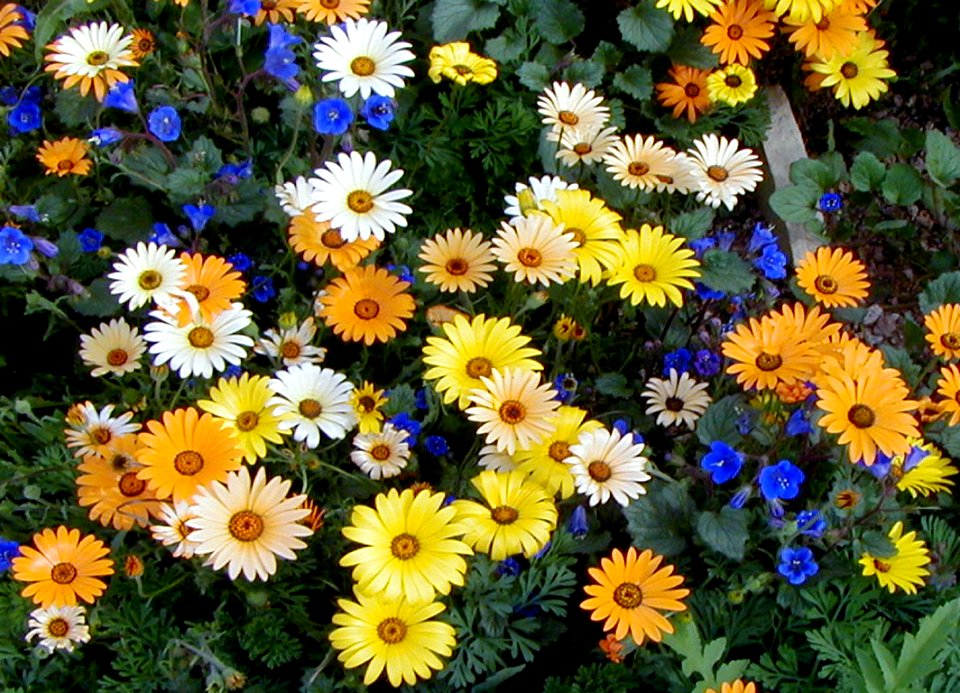 Daisies
