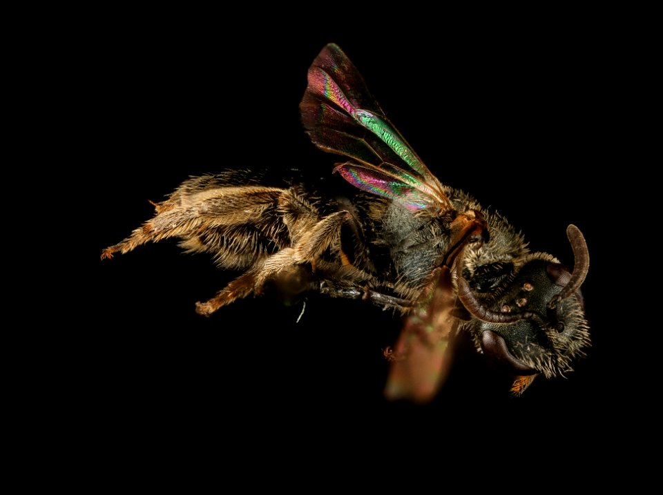 Lasioglossum Versans, f, right, Washington Co ME 2019-03-21-20.52.50 ZS PMax UDR