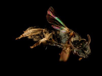 Lasioglossum Versans, f, right, Washington Co ME 2019-03-21-20.52.50 ZS PMax UDR
