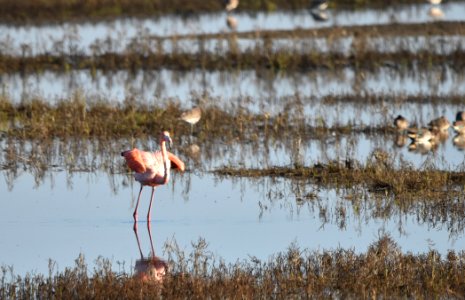 Flamingo Flap - 7