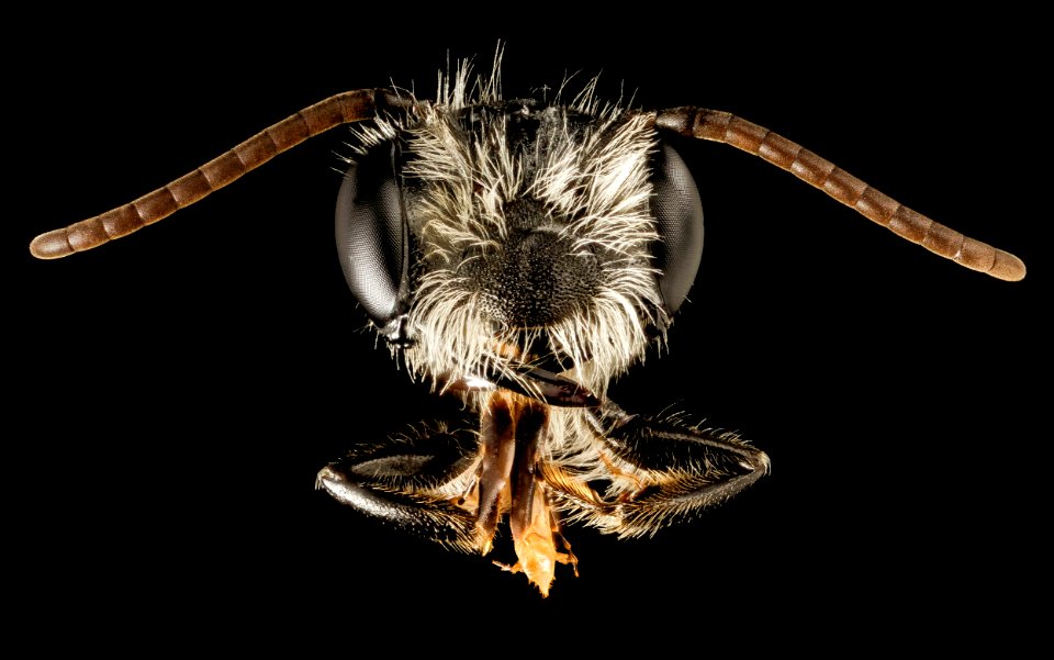 Andrena perplexa, talbot, m, face3 2015-05-17-16.13.02 ZS PMax