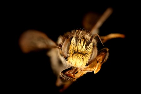 Megachile pugnata, m, face, Hardy Co., WV 2017-03-15-13.13