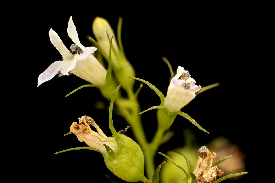 Lobelia inflata 3, Indian tobacco, Howard County, MD, Helen Lowe Metzman 2017-08-07-17.43