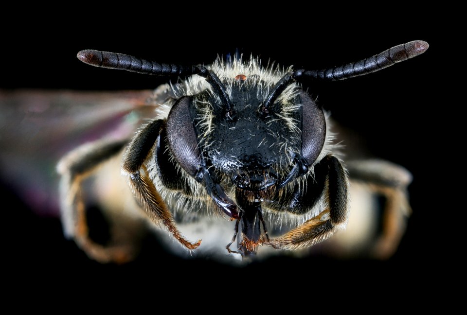 Andrena subopaca, f, face, Plavecky Mikulas, Slovakia 2019-12-16-20.37.30 ZS PMax UDR