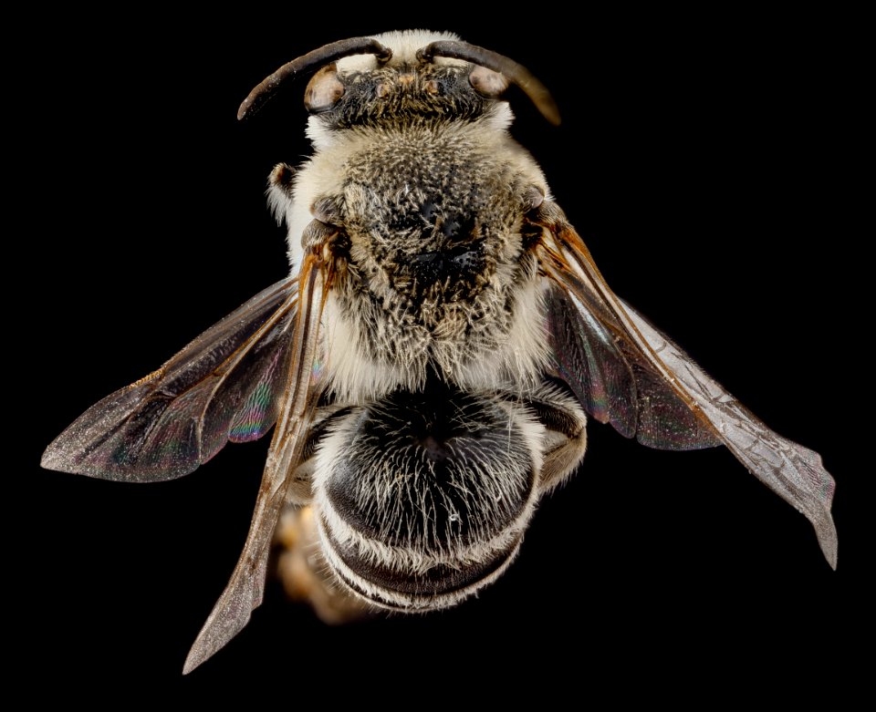 Colletes willistoni, male, back 2012-05-10-15.04.37 ZS PMax