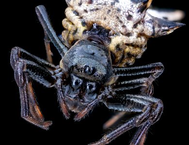 Big butt spider, face 2020-08-17-18.30.06 ZS PMax UDR