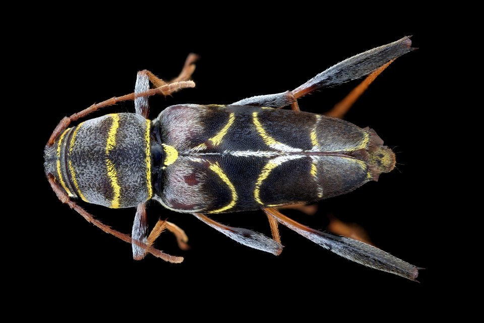 Longhorn beetle back, full body shot 2020-08-06-13.58.52 ZS PMax UDR