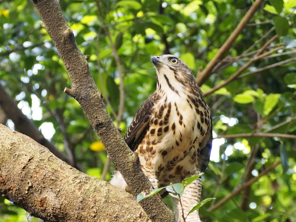 Goshawk 專 note 獵 food