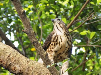 Goshawk 專 note 獵 food