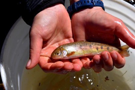Paiute cutthroat trout is a federally threatened species photo