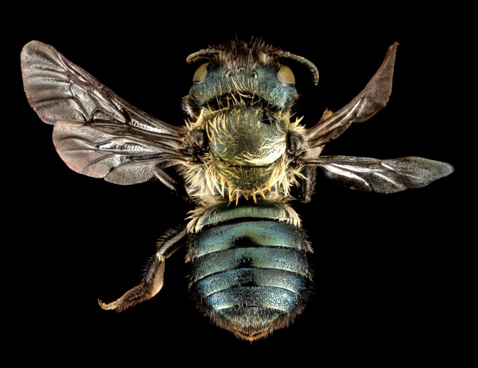 Osmia trevoris, F, Park Co., Wyoming, back 2015-11-20-23.38