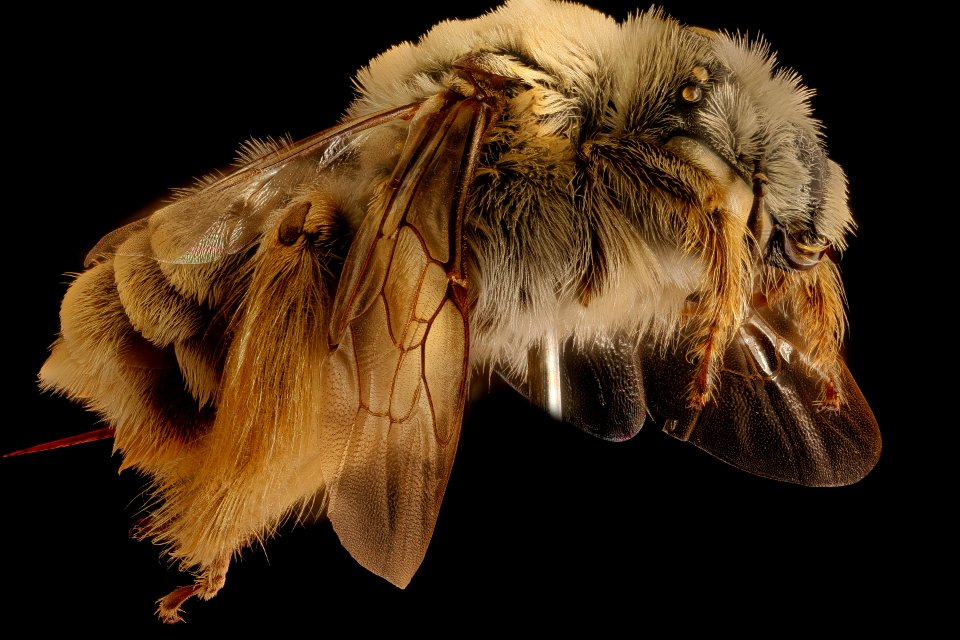 Diadasia australis, f, right, Jackson Co., SD 2018-06-19-19.42.10 ZS PMax UDR