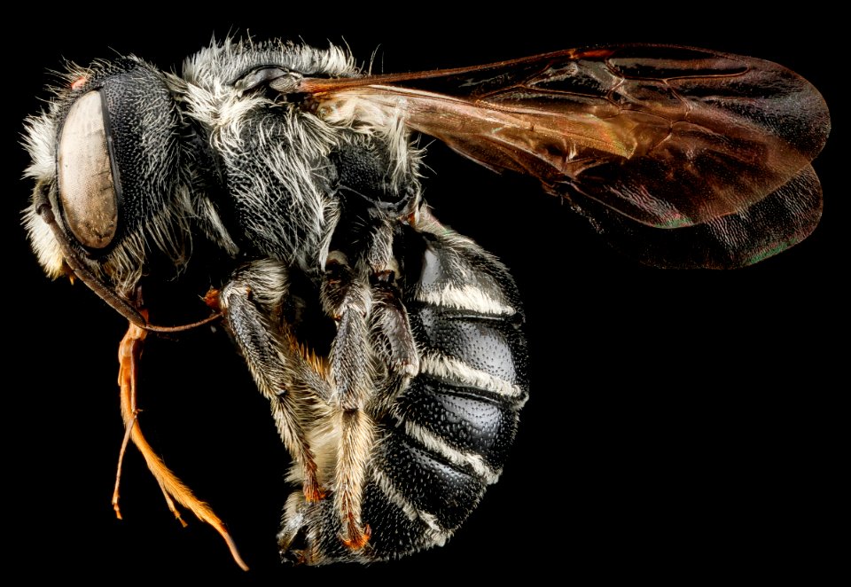 Hoplitis truncata, F, side, West Virginia, Hardy County 2012-11-27-17.11.01 ZS PMax