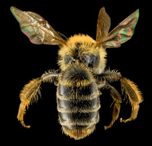 Andrena cornelli, F, Back, VA, Gales County 2014-01-24-18.22.19 ZS PMax photo