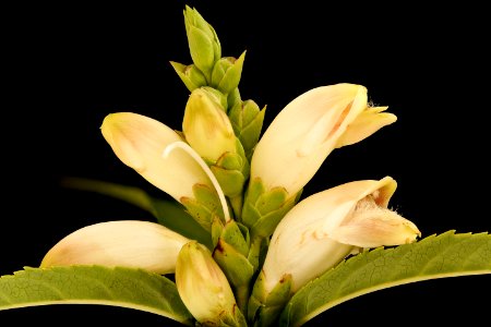 Chelone glabra, Turtlehead, Howard County, Md, Helen Lowe Metzman 2019-10-23-13.46.01 ZS PMax UDR