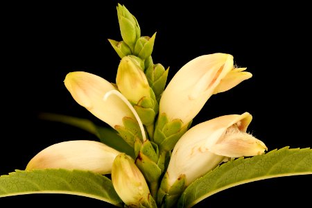 Chelone glabra, Turtlehead, Howard County, Md, Helen Lowe Metzman 2019-10-23-13.46.01 ZS PMax UDR photo