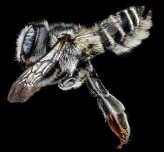 Megachile brevis, F, side, Tennessee, Haywood County 2013-02-14-15.13.45 ZS PMax