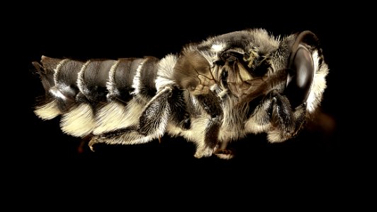 Megachile pruina, f, charlotte county, fl, side 2016-08-24-13.44
