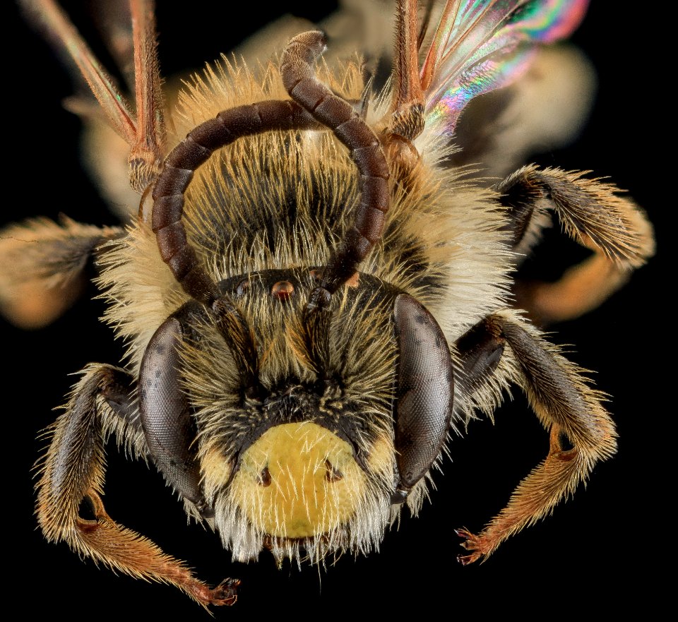 Andrena cragini, M, Face, SD, Pennington County 2013-09-06-14.03.16 ZS PMax