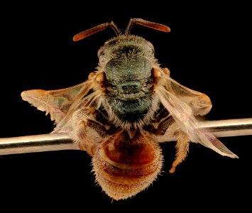 Lasioglossum pictum, f, back, Pennington Co., SD 2018-08-15-18.24.43 ZS PMax UDR