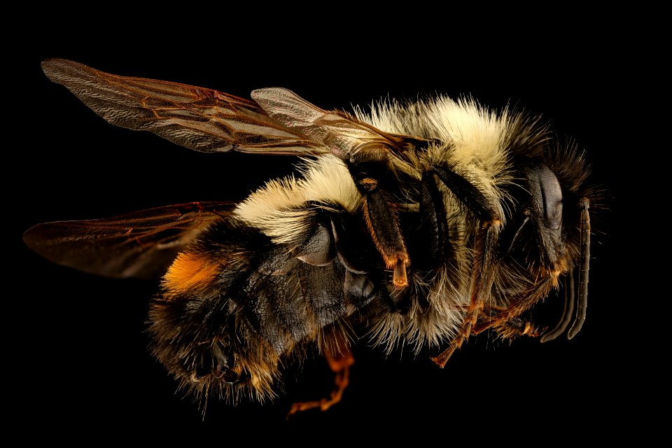 Bombus affinis, m, right side, tucker county allstar 2018 wv 2018-11-01-11.50.48 ZS PMax UDR