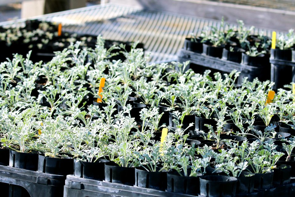 The Return of the Natives Greenhouse propagates up to 30,000 plants per year, including a variety of coastal dune species.