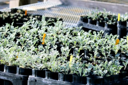 The Return of the Natives Greenhouse propagates up to 30,000 plants per year, including a variety of coastal dune species.