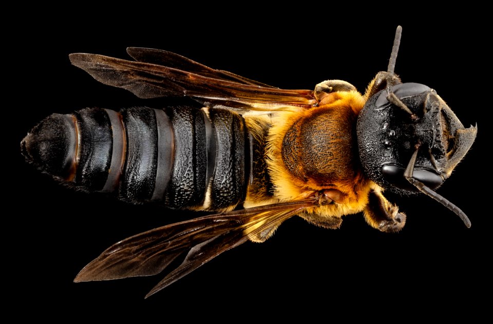 Megachile sculpturalis, f, back, md, kent county 2014-07-21-12.24.59 ZS PMax