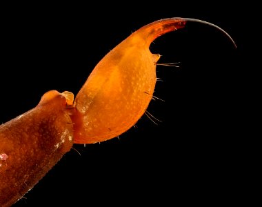 Centruroides vittatus, Arkansas, FT 2016-05-10-15.57