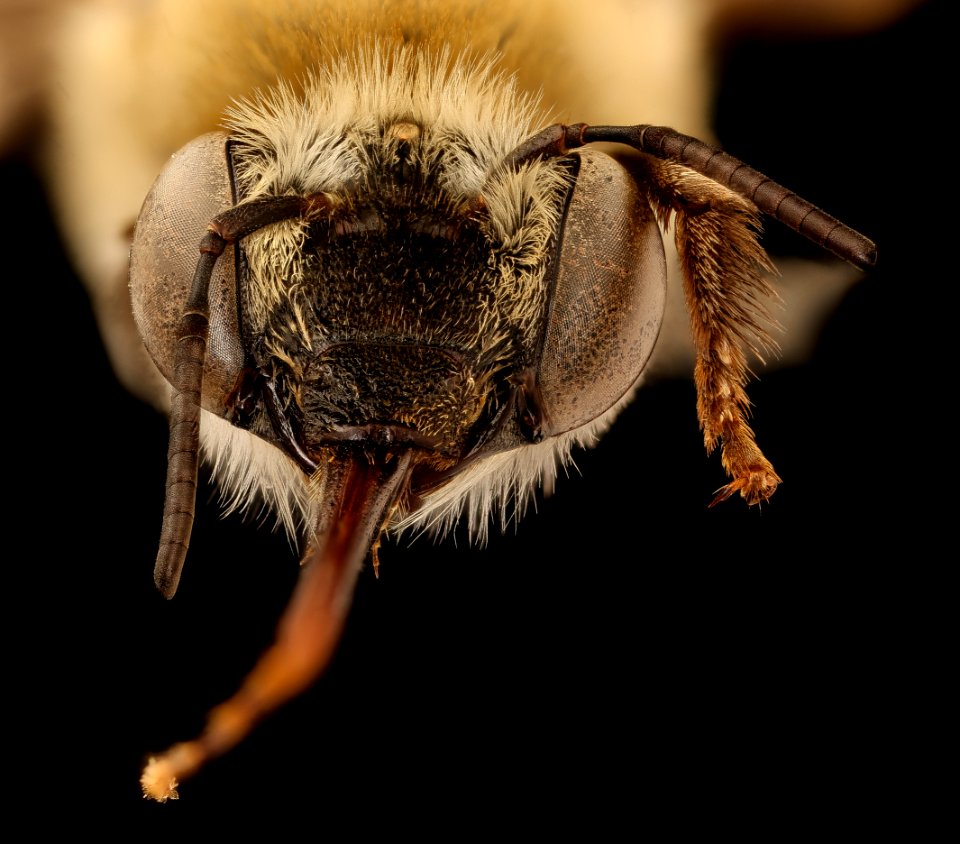Anthophora walshii, f, face, Pennington Co., SD 2018-08-10-14.22.15 ZS PMax UDR