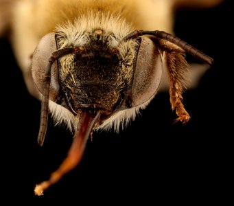 Anthophora walshii, f, face, Pennington Co., SD 2018-08-10-14.22.15 ZS PMax UDR