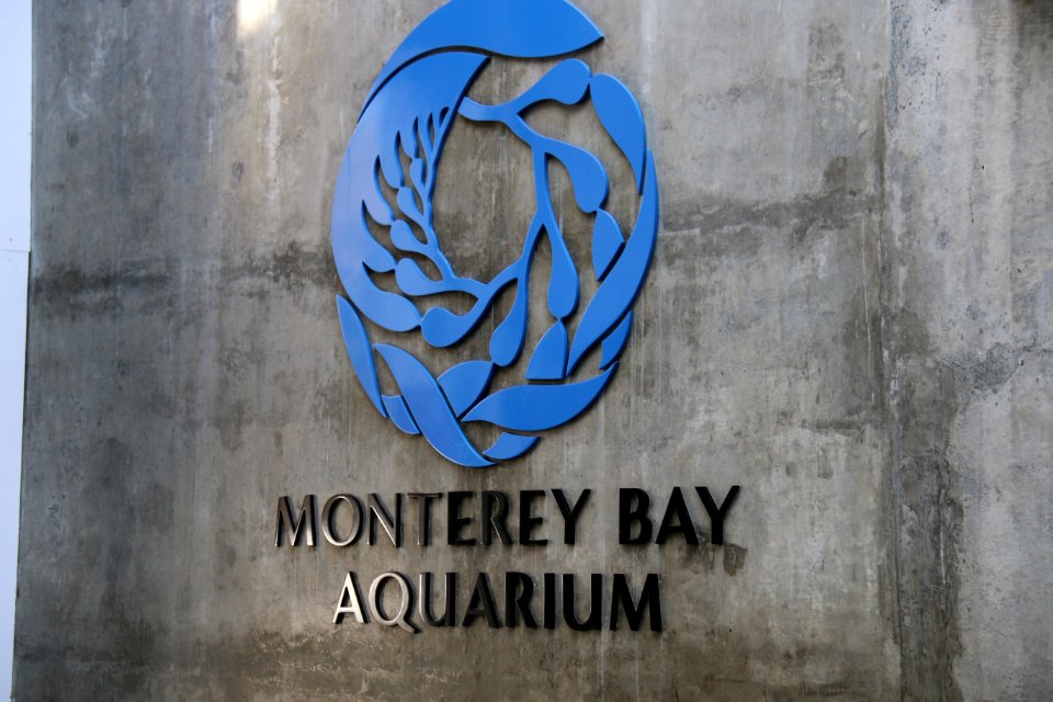 Aquarium Sea Otter Program