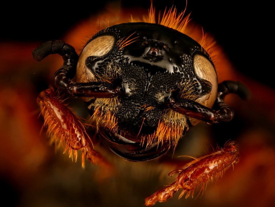 Cool Wasp, face, u, Sierra De Baoruco, Dominican Republic 2019-10-21-16.29.28 ZS PMax UDR