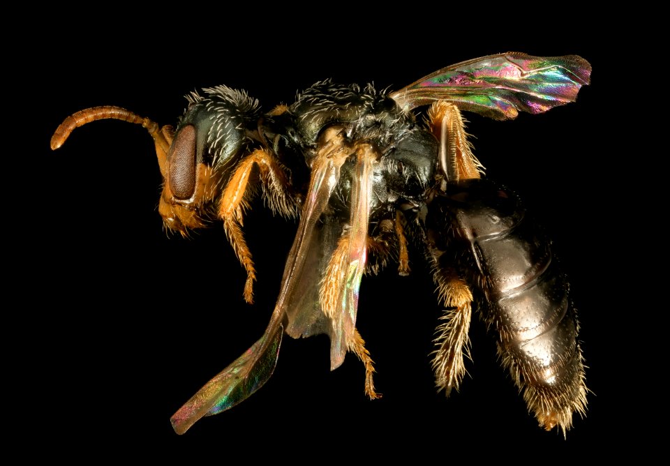 Perdita halictoides, M, U, side 2015-07-21-17.01.26 ZS PMax UDR